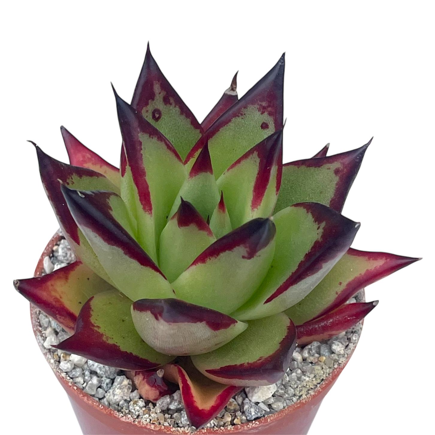 Echeveria agavoides 'Ebony'