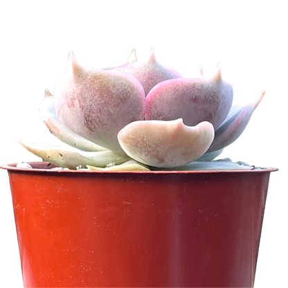 Echeveria 'Holy Gate'