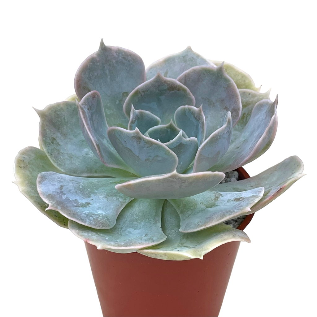 Echeveria 'Canada'