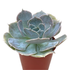Echeveria 'Canada'