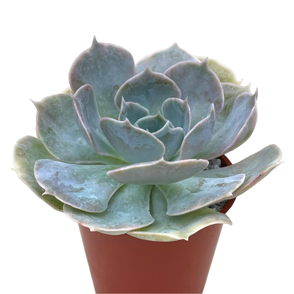 Echeveria 'Canada'