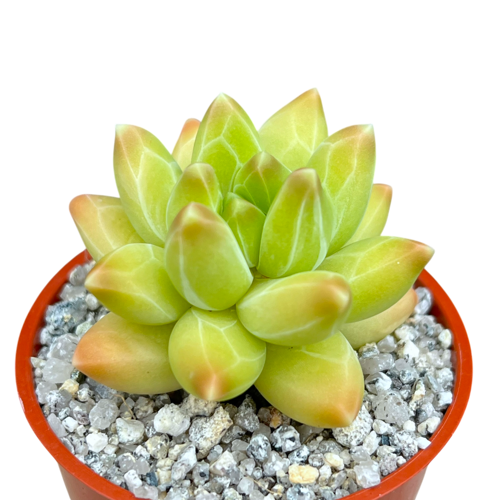 Pachyphytum compactum 'Little Jewel'