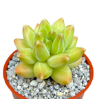 Pachyphytum compactum 'Little Jewel'