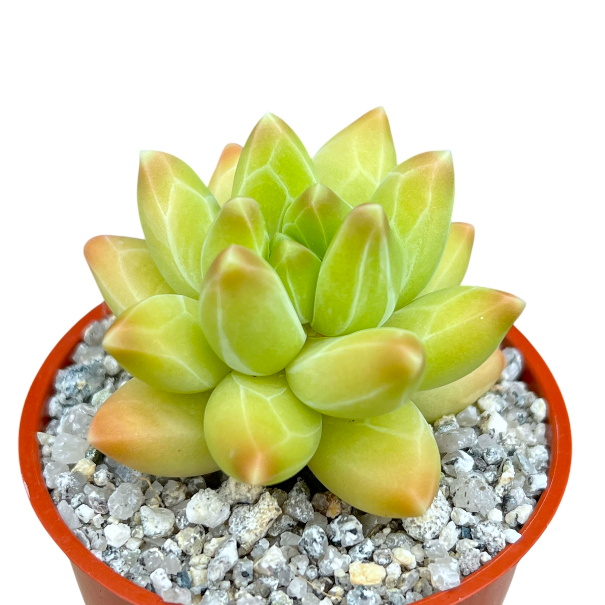 Pachyphytum compactum 'Little Jewel'