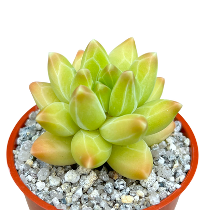 Pachyphytum compactum 'Little Jewel'
