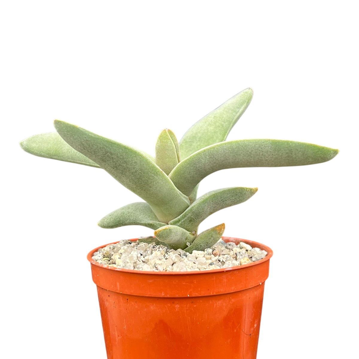 airplane succulent Crassula falcata