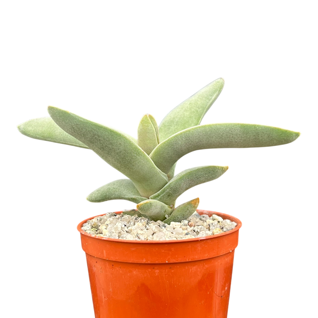 Crassula falcata | Airplane Plant