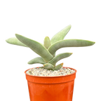 Crassula falcata | Airplane Plant