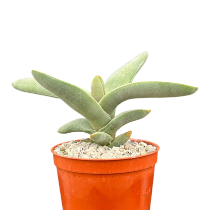 Crassula falcata (Airplane Plant)