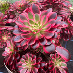Aeonium 'Medusa' succulent with vibrant pink and burgundy rosette leaves and green centers, water droplets visible.