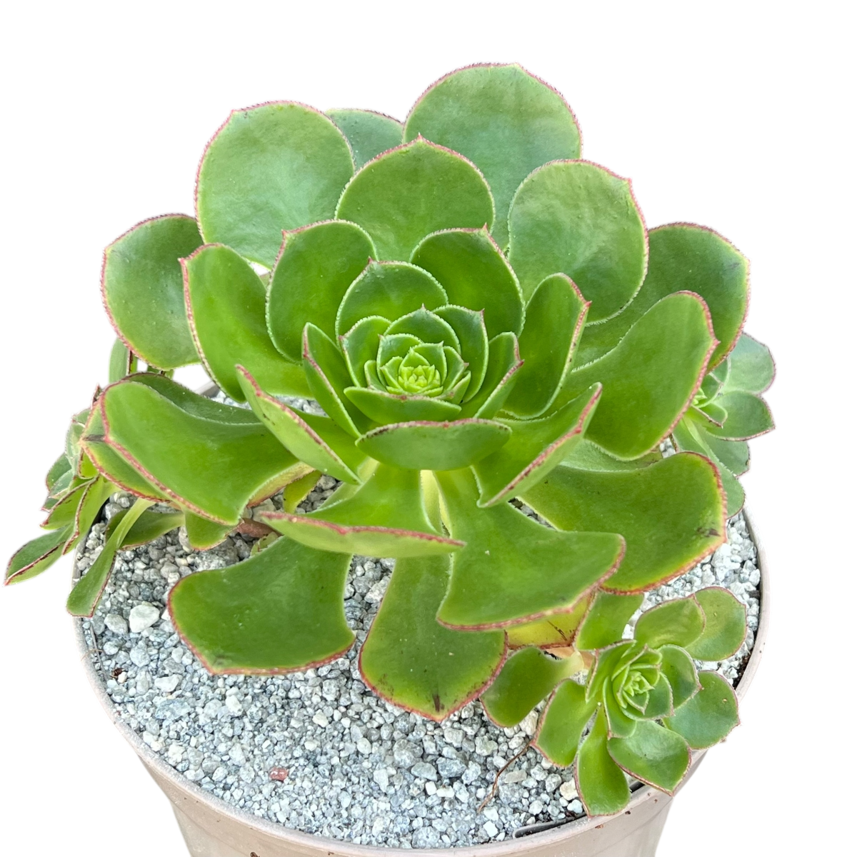 succulent with red edged leaves Aeonium 'Red Edge' – Surreal Succulents