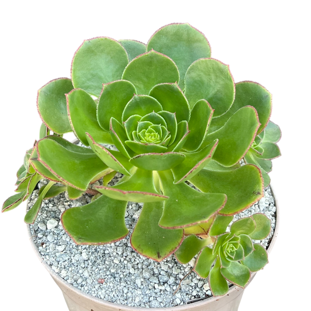 Aeonium 'Red Edge'