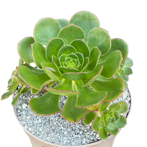 Aeonium 'Red Edge'