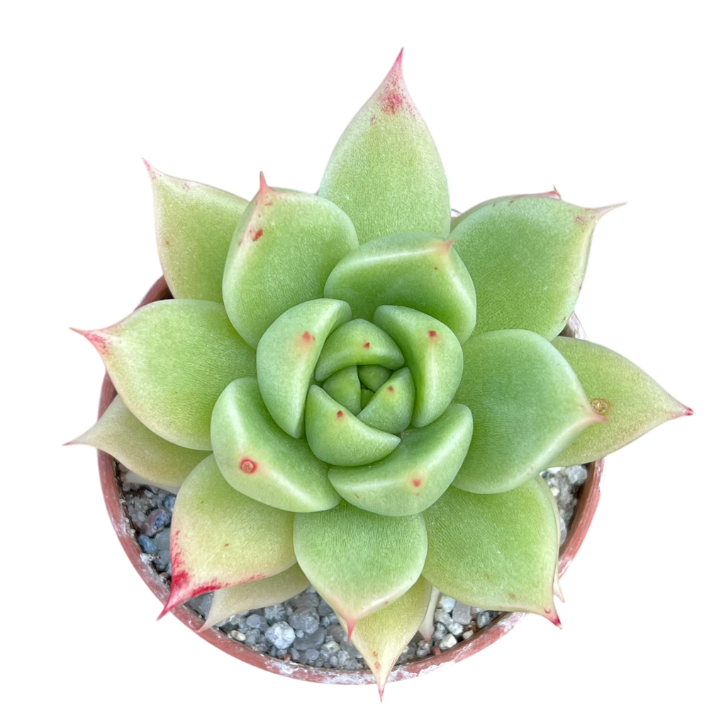 Echeveria 'Corymbosa'