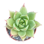 Echeveria 'Corymbosa'