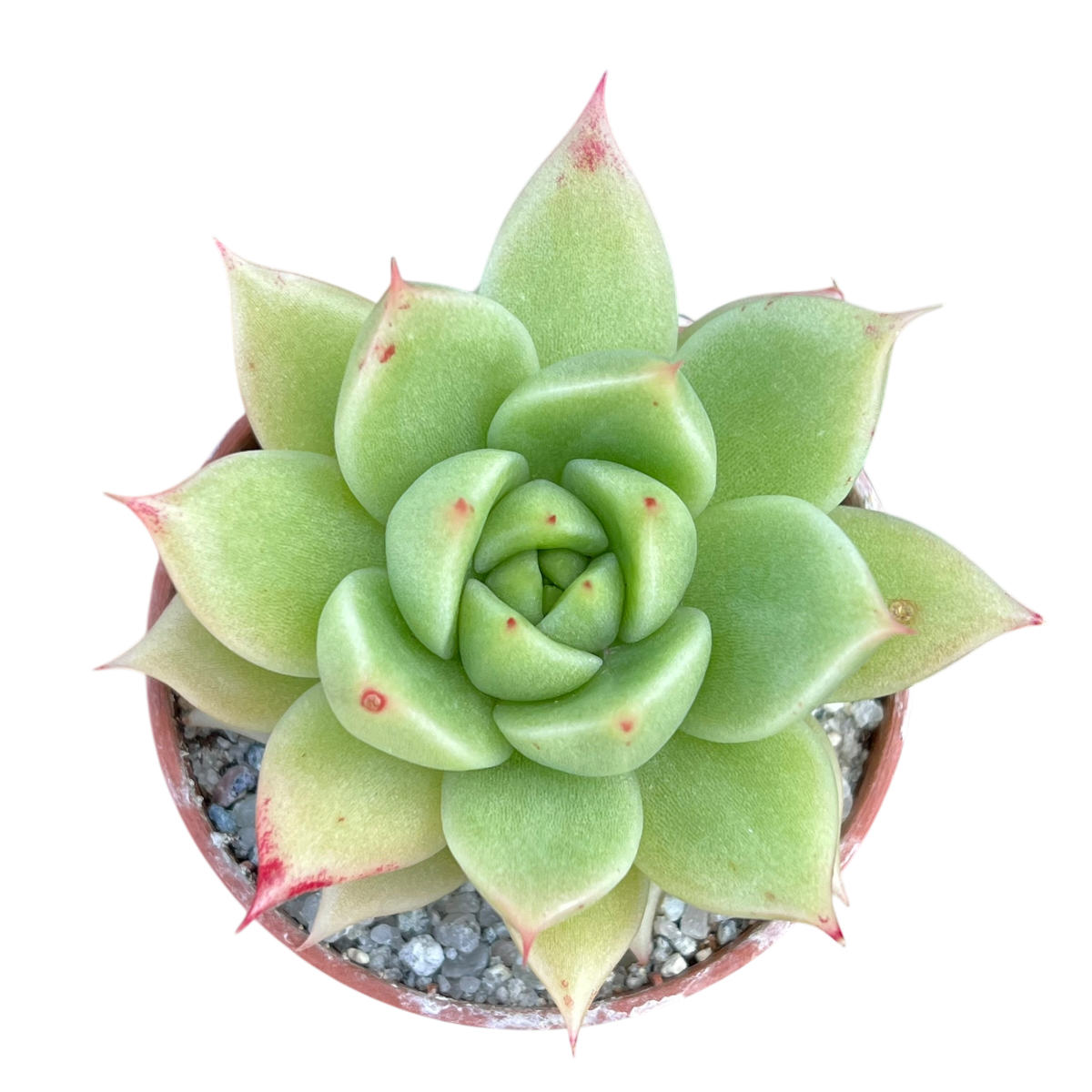 Echeveria 'Corymbosa'