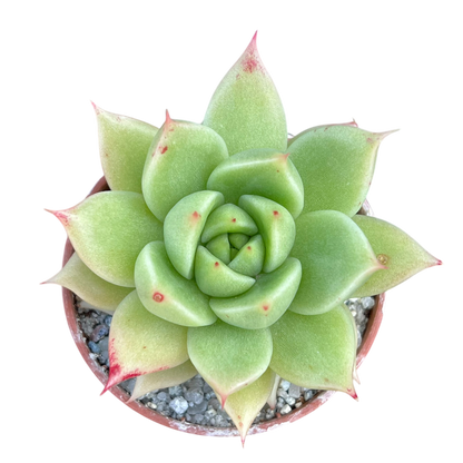 Echeveria 'Corymbosa'