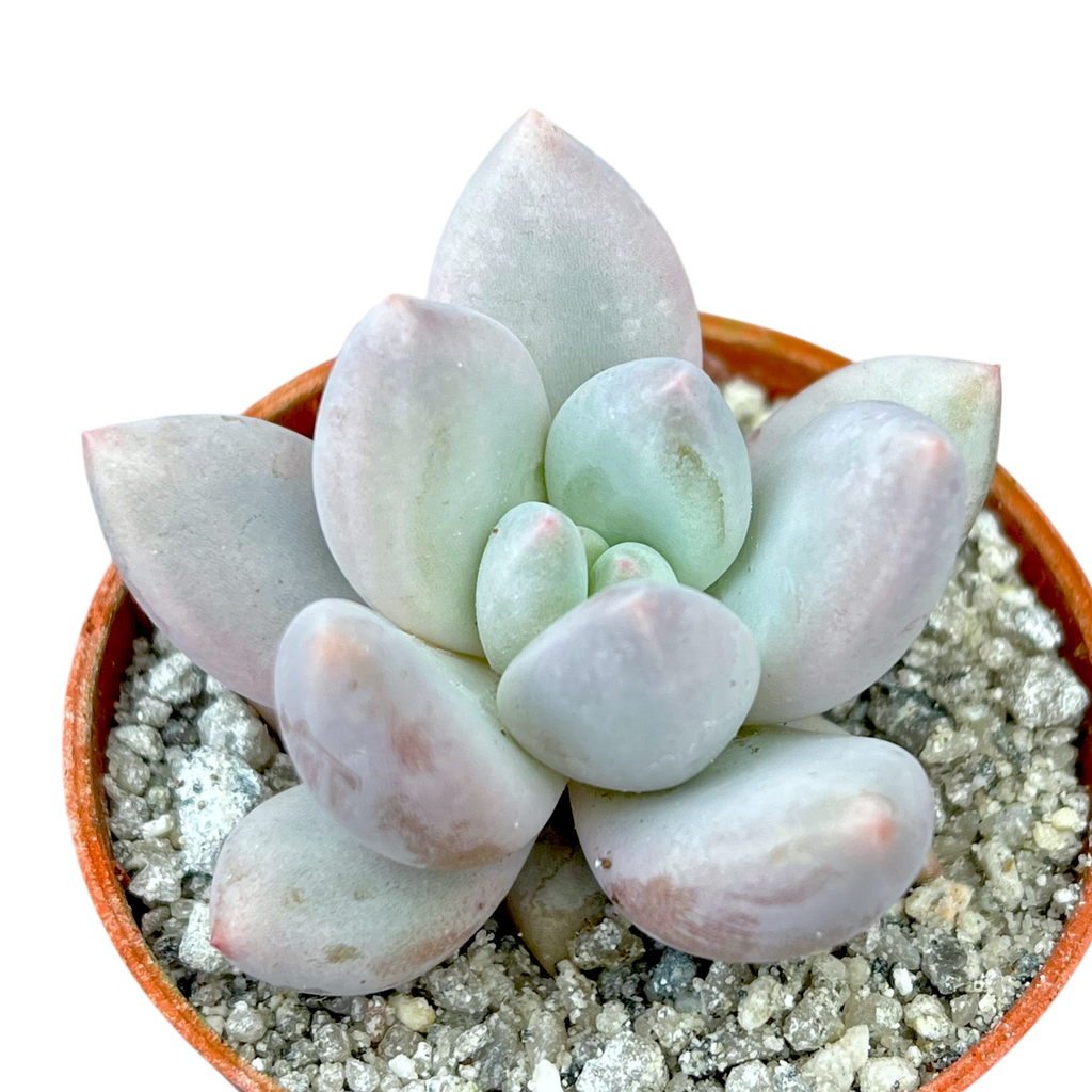 x Pachyveria 'Elaine'