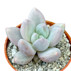 x Pachyveria 'Elaine'