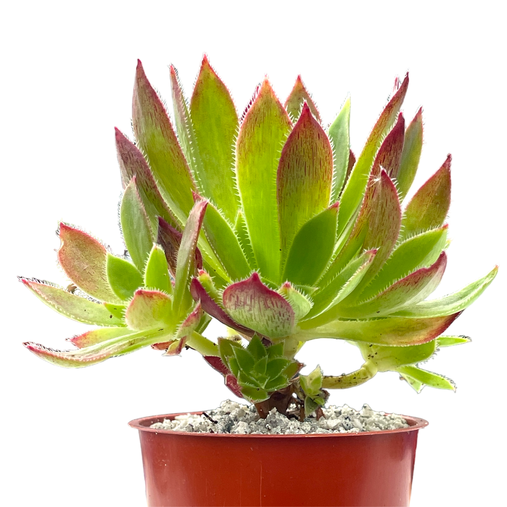 Aeonium 'Cornish Tribute'