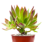 Aeonium 'Cornish Tribute'