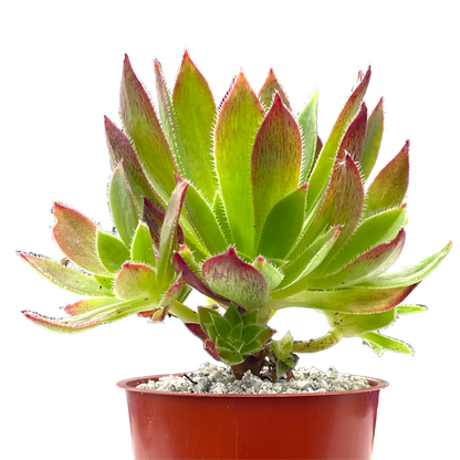 Aeonium 'Cornish Tribute'