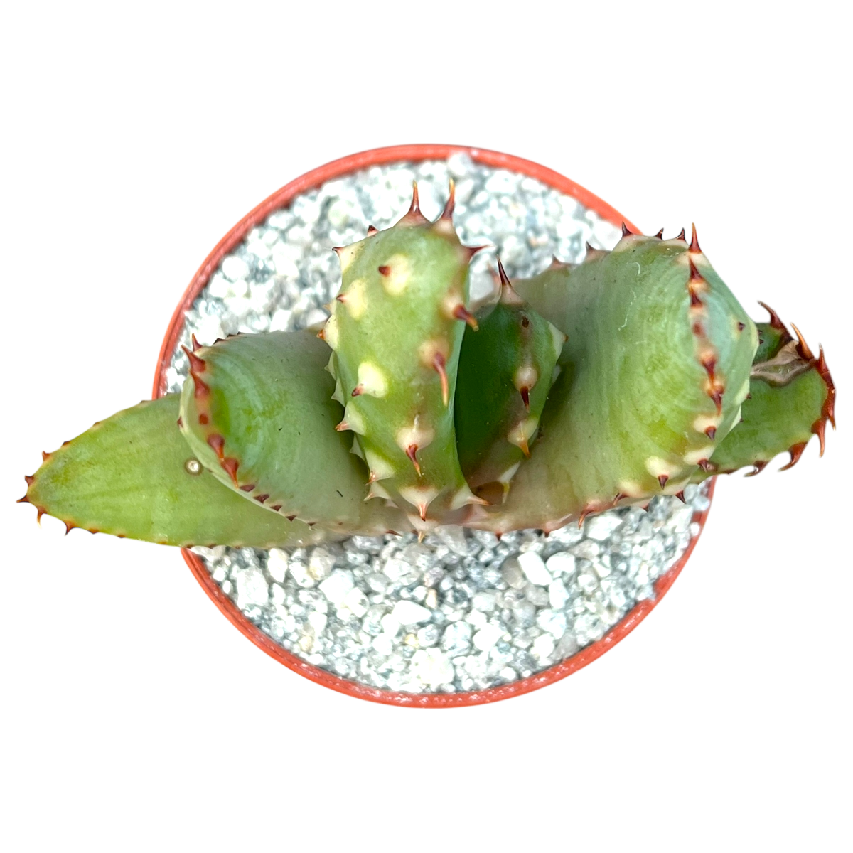 Aloe aculeata