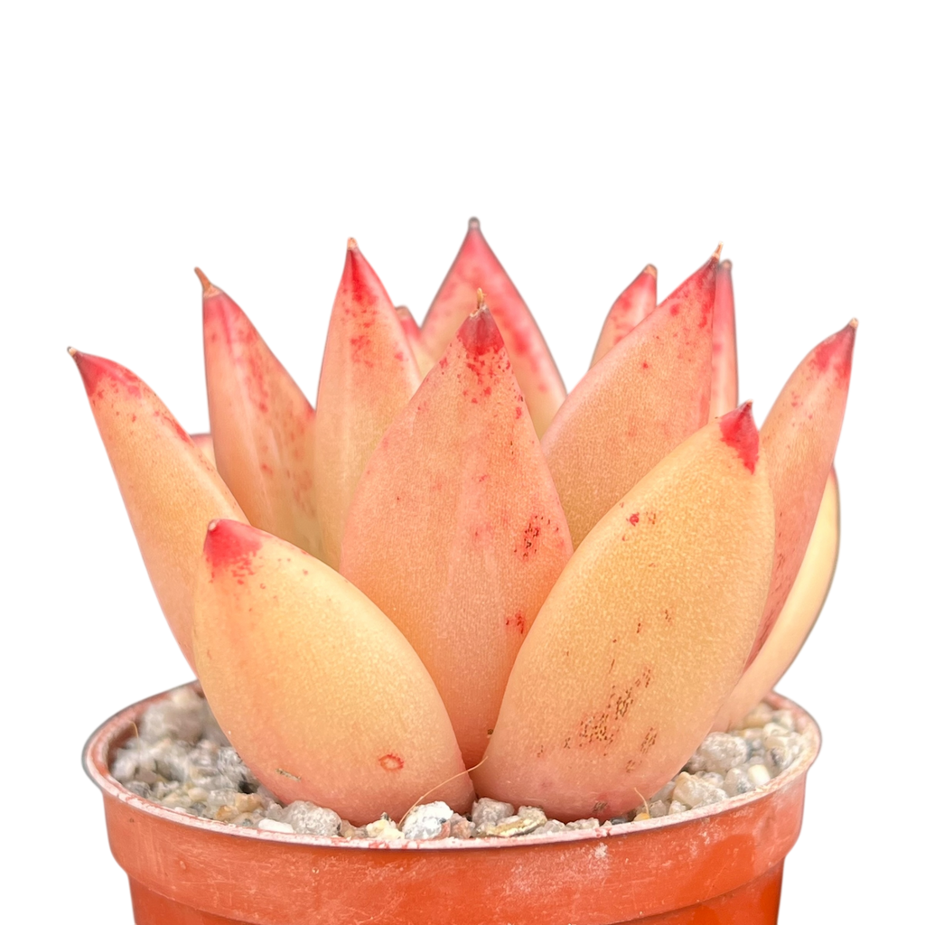 Echeveria agavoides 'Tango'