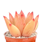 Echeveria agavoides 'Tango'