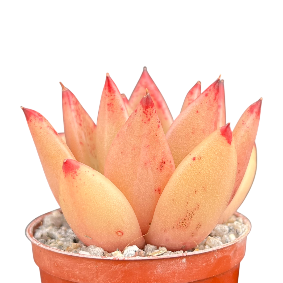 Echeveria agavoides 'Tango'