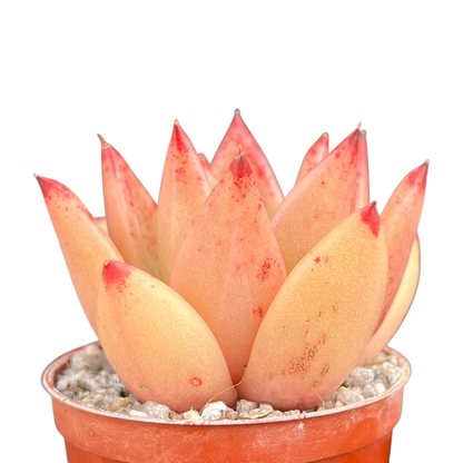 Echeveria agavoides 'Tango'