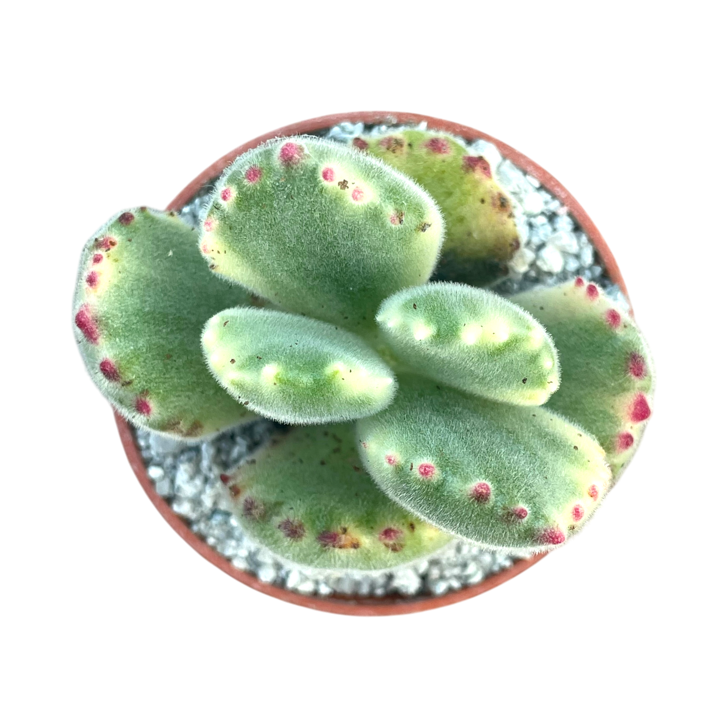 Cotyledon ladismithiensis variegata