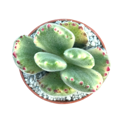 Cotyledon ladismithiensis variegata