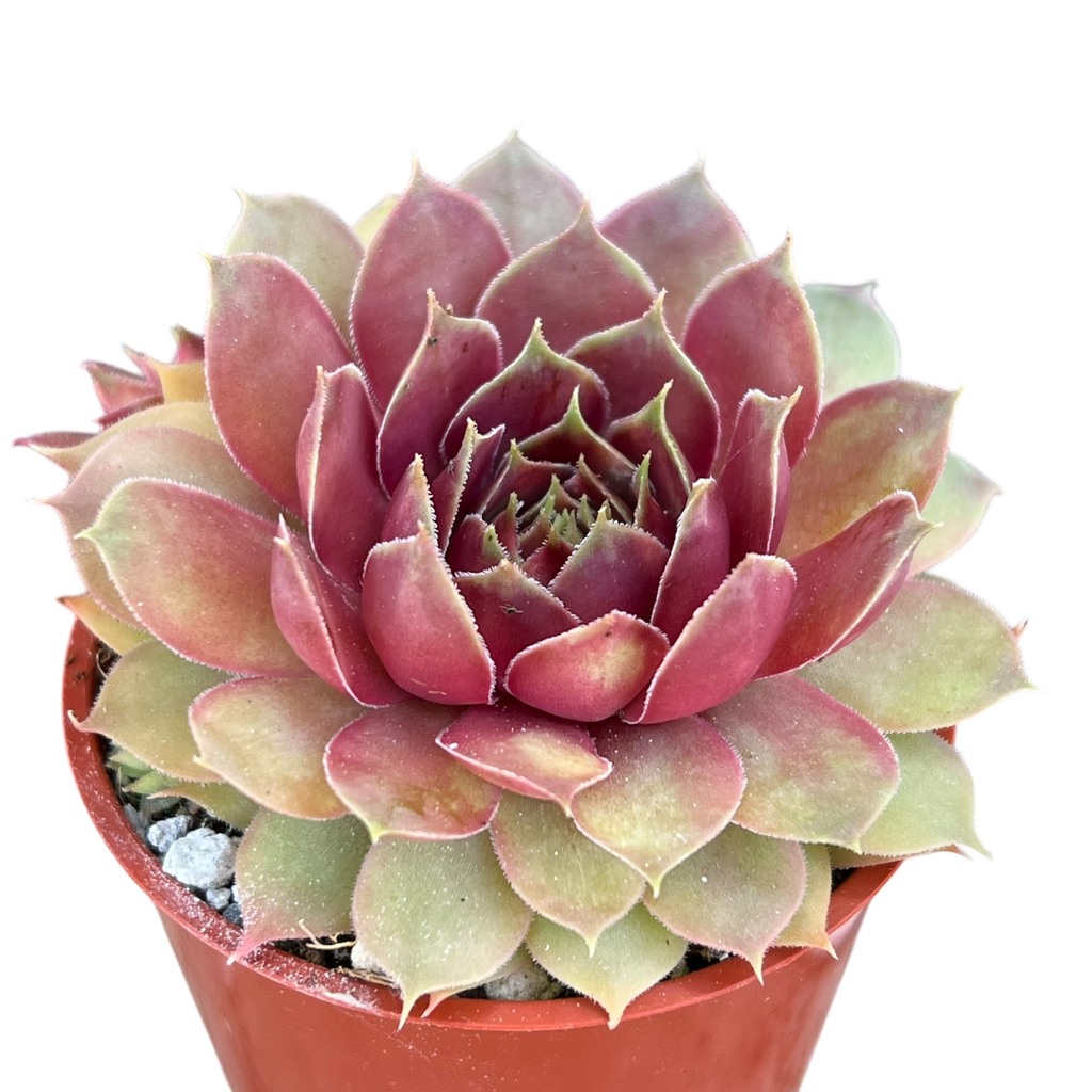 Sempervivum 'Tesoro'