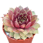 Sempervivum 'Tesoro'