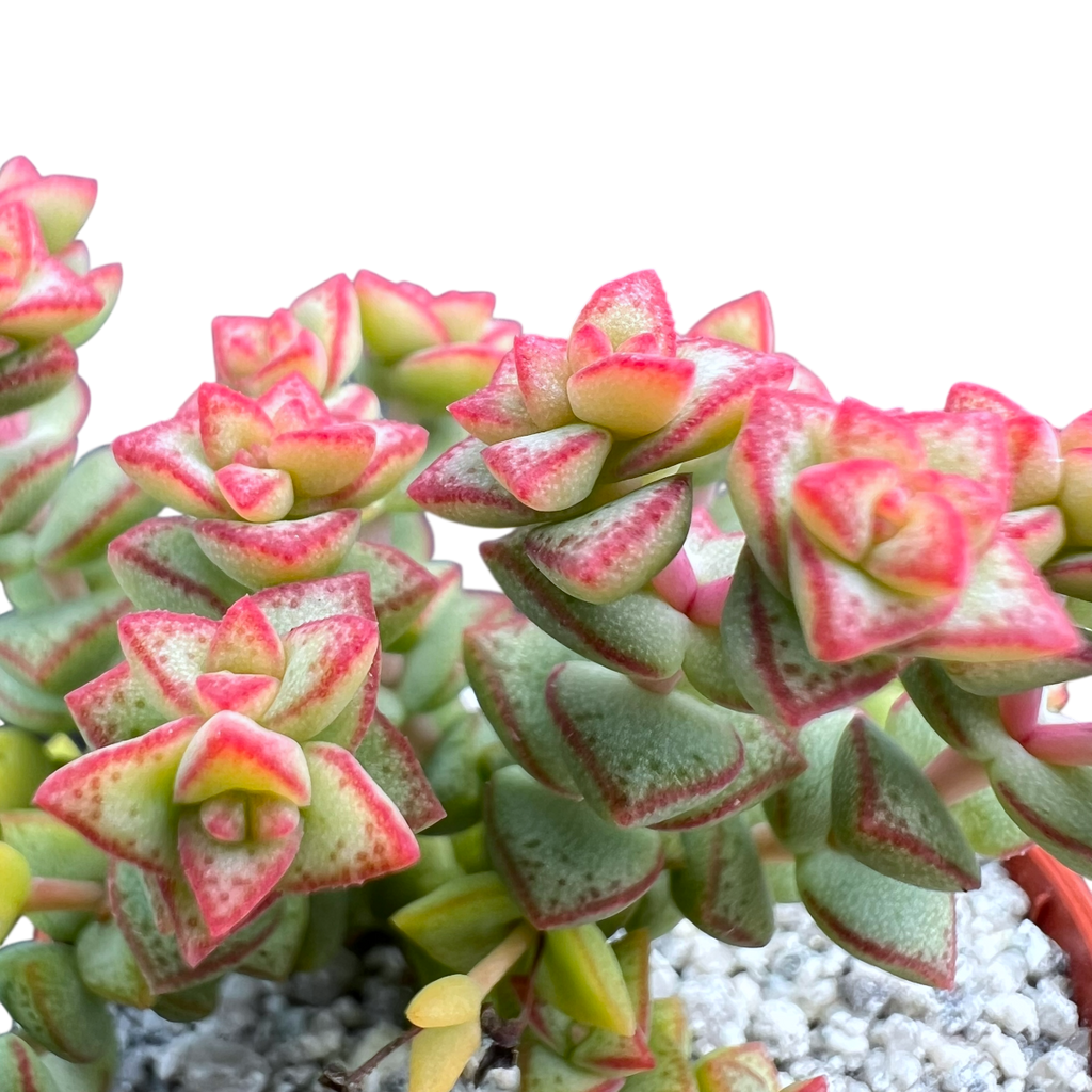 Crassula rupestris var. monticola