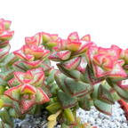 Crassula rupestris var. monticola