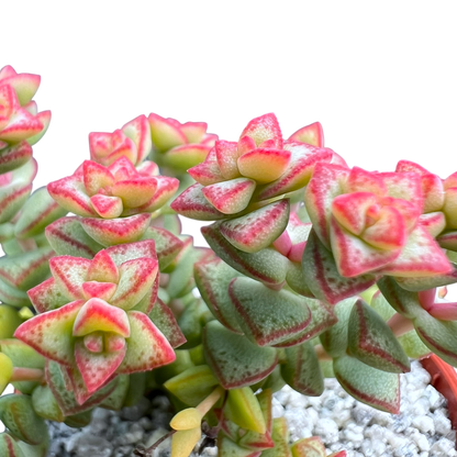 Crassula rupestris var. monticola