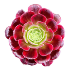 Aeonium 'Halloween' variegata (Form 2)