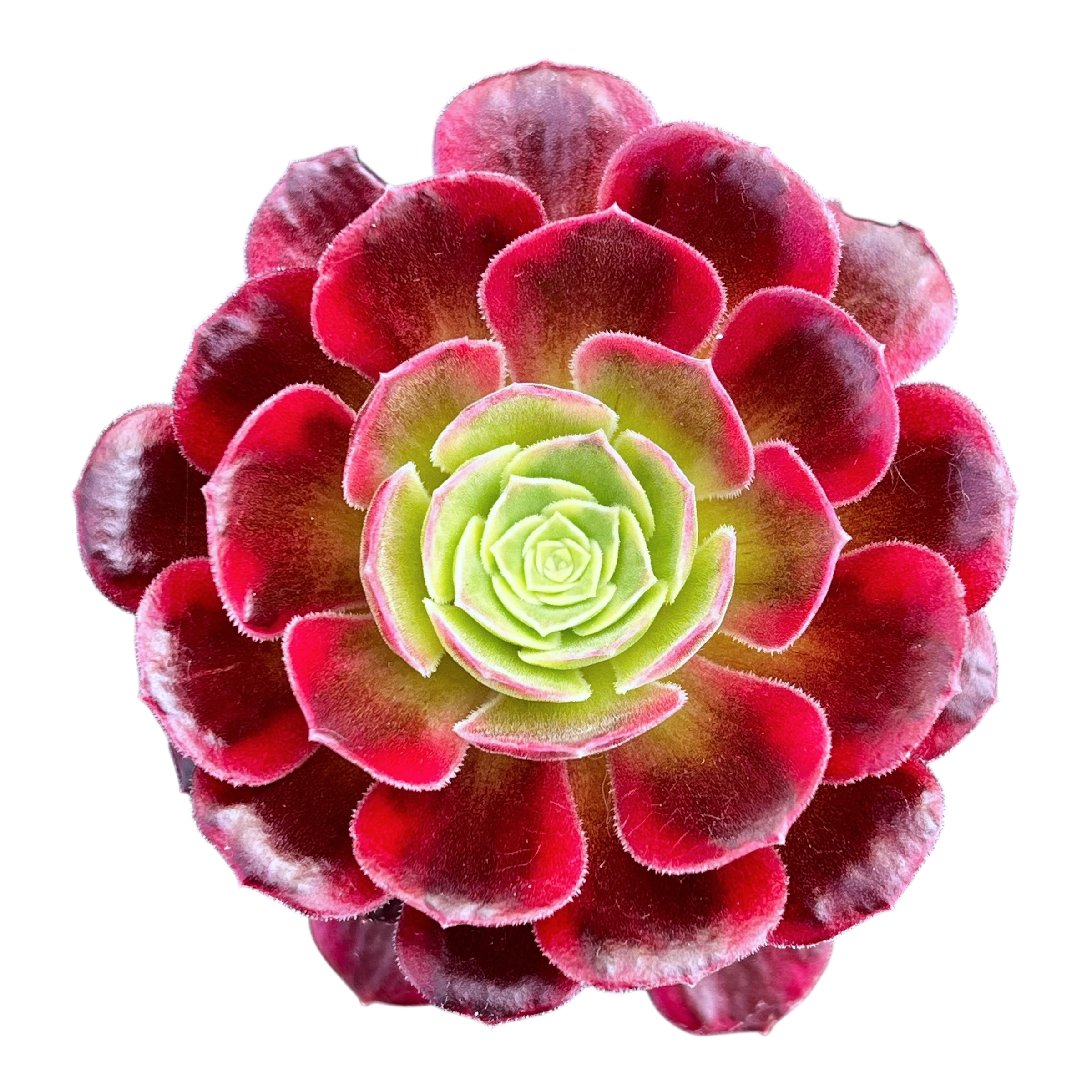 Aeonium 'Halloween' variegata (Form 2)
