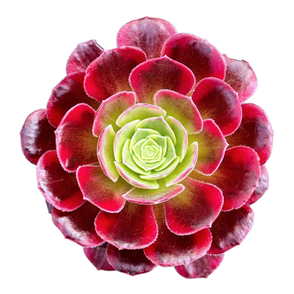Aeonium 'Halloween' variegata (Form 2)