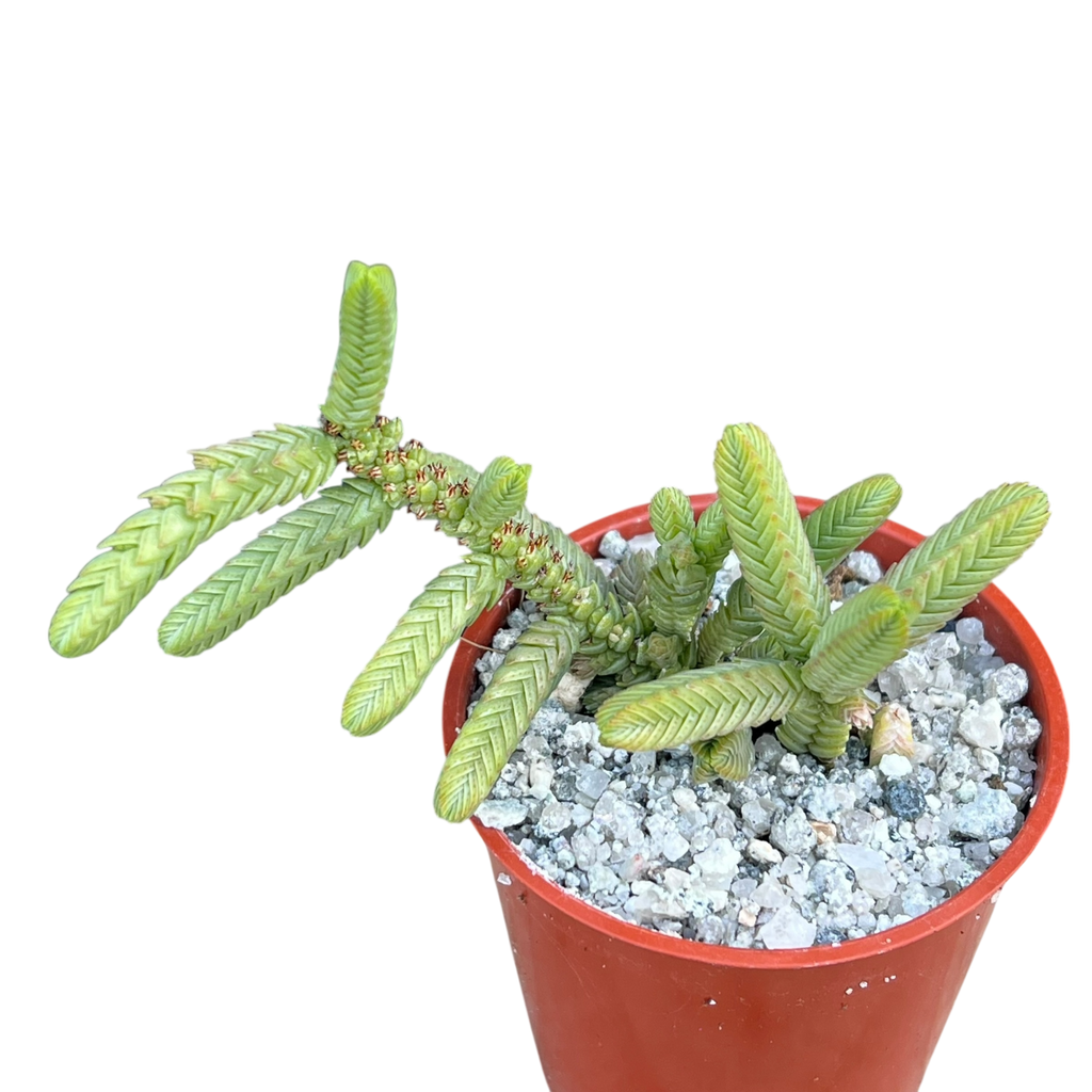 Crassula muscosa var. monstruosa