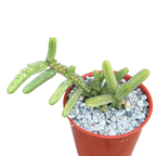 Crassula muscosa var. monstruosa