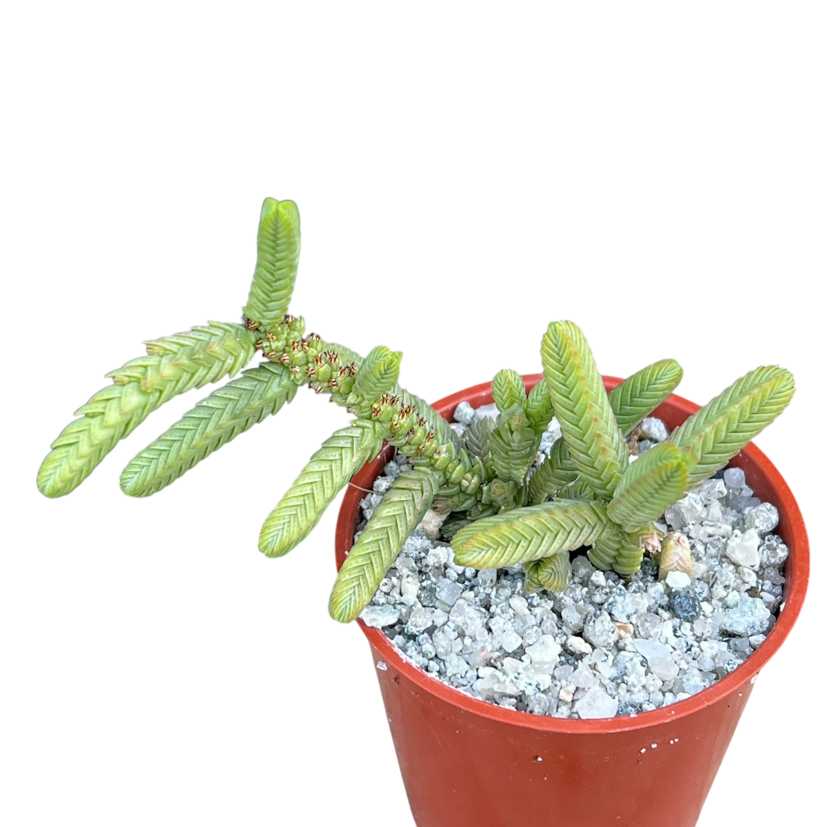 Crassula muscosa var. monstruosa