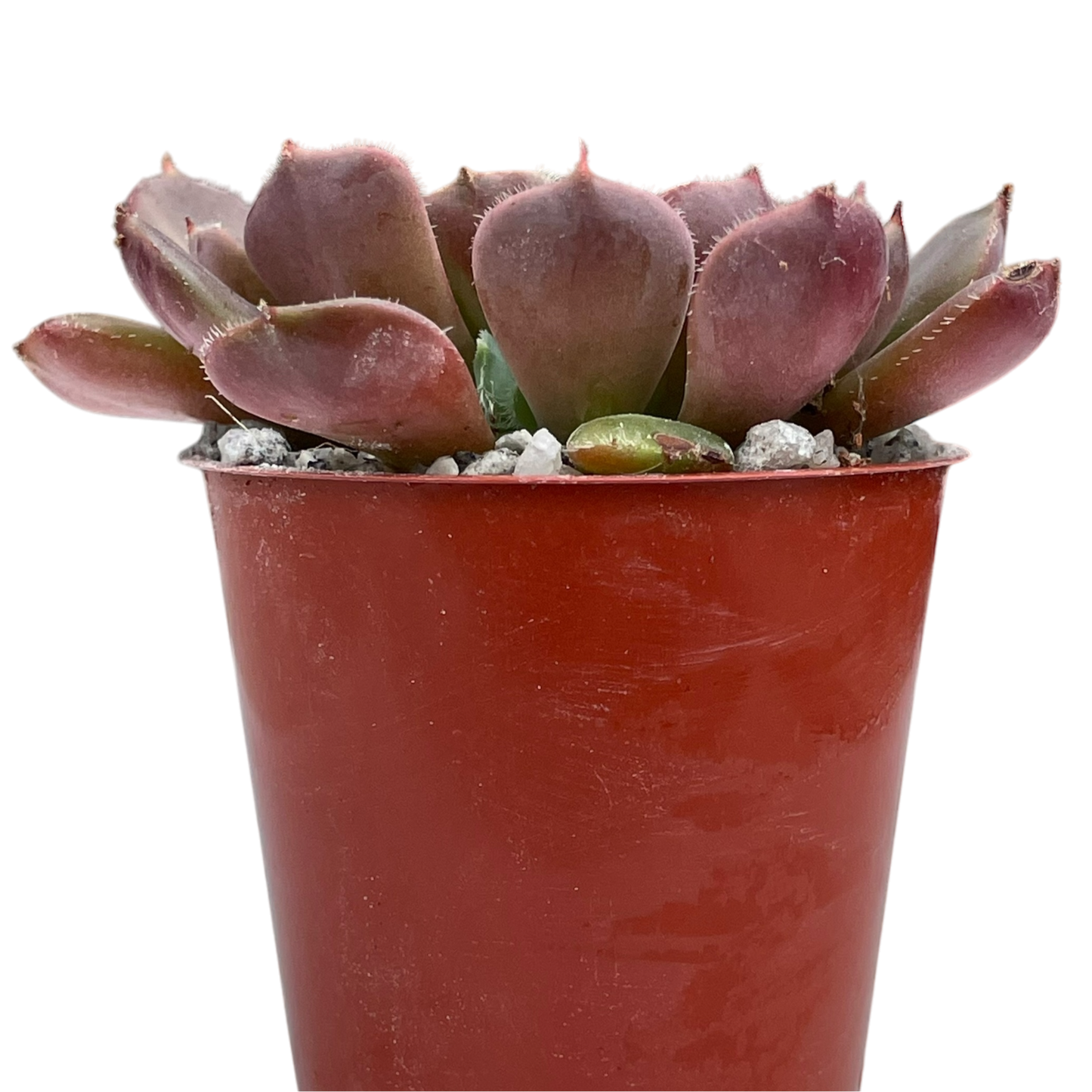 Echeveria 'Pastel Rose'