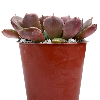 Echeveria 'Pastel Rose'