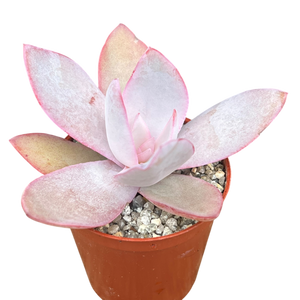 ユッカ・トンプソニアーナ – Surreal Succulents ユッカ・トンプソニアーナ – Surreal Succulents