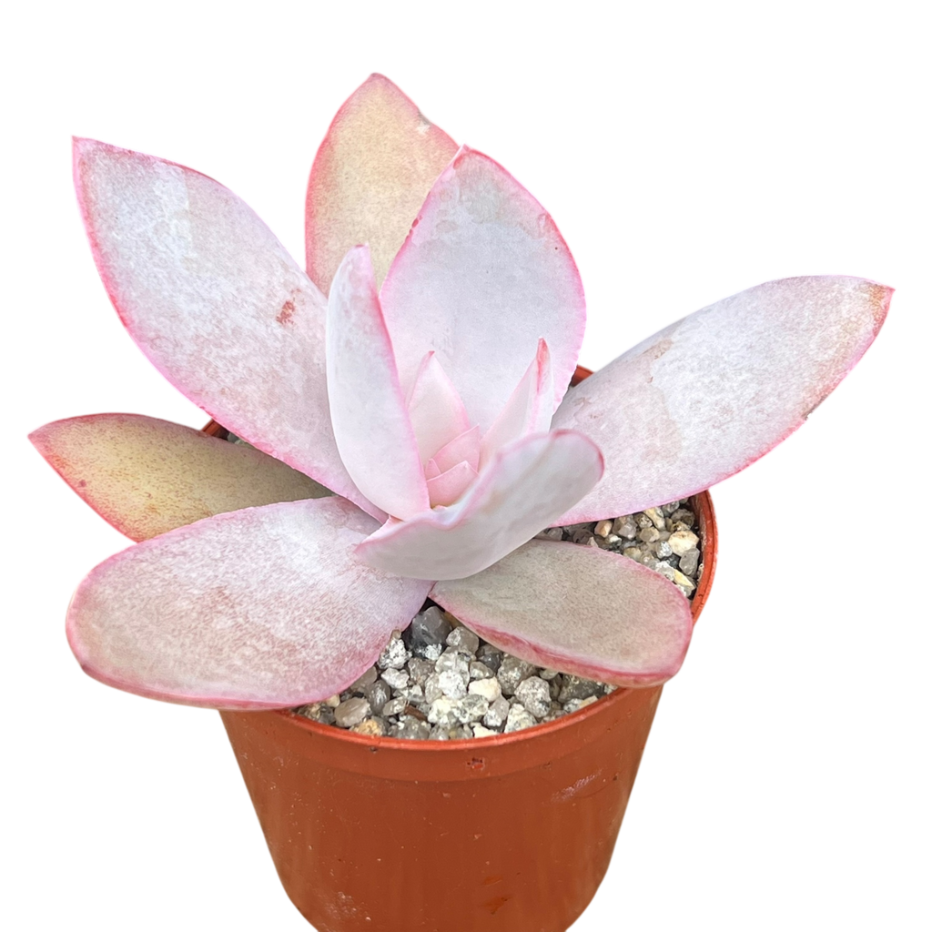 cante succulent Echeveria cante – Surreal Succulents