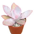 Echeveria cante