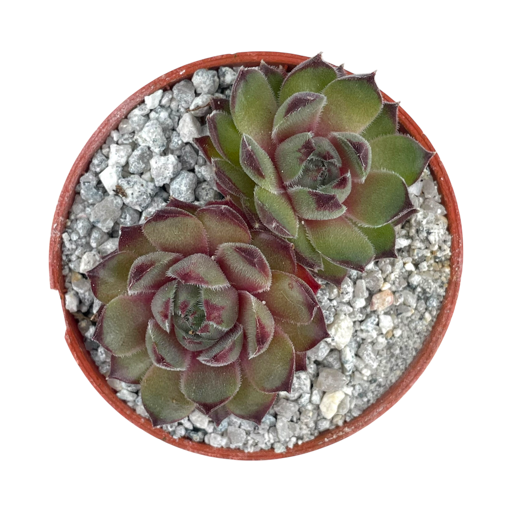 Sempervivum 'Seminole'